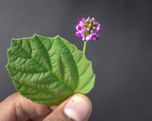 Why Retinol Isn’t Always Good for Your Skin — and the Natural Alternative You’ll Love