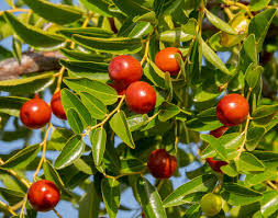 Jojoba Oil: The Golden Ingredient Your Skin Will Love